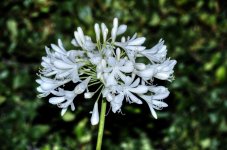 DSC_4451_2.jpg
