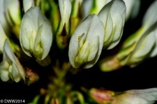 Close Clover (1 of 1).jpg