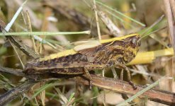 Grasshopper 7.jpg