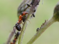 Formica rufa - Red Wood Ant 3.jpg