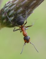 Formica rufa - Red Wood Ant 1.jpg