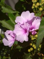 PinkFlower.jpg