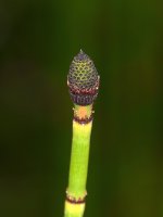 SeedHead.jpg