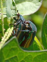 Scarabs.jpg