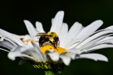 bee18.jpg