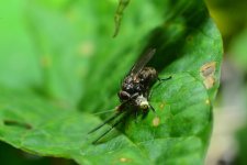 fly5.jpg