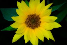 flower20.jpg