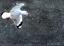 Seagull in flight LOL.jpg