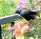 Tui feeding LOL.jpg
