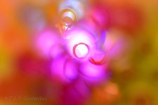 NEW_3655_webshot.jpg