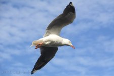 NEW_3690_webshot.jpg