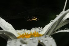 spider26.jpg