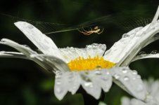 spider27.jpg