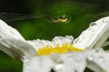 spider28.jpg