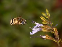 Bee.jpg