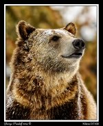 Bear.jpg