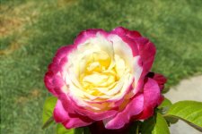 DSC_4572.2.jpg