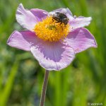 bee.jpg