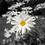 flower2.jpg
