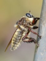 AssassinFly2.jpg