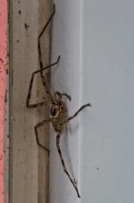 spider-1.jpg