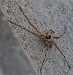spider-2.jpg