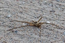 spider-3.jpg