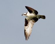 OsperyFlight 008.jpg