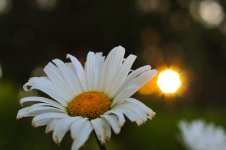 daisy3.jpg