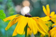 daisy6.jpg