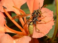 Wasp.jpg