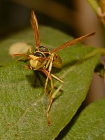 Wasp2.jpg