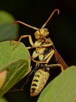Wasp3.jpg