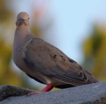 DSC_4584.jpg
