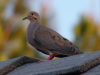 DSC_4585.jpg