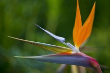 D800E 1.2x crop.jpg