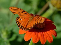 Fritilary2.jpg