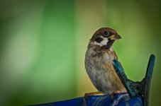 bird-1.jpg