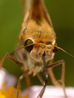 Skipper.jpg