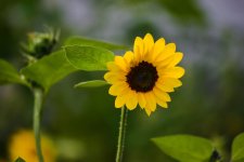 flower21.jpg