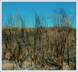 DSC_8041-3.jpg