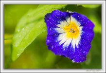 focus stack1.jpg