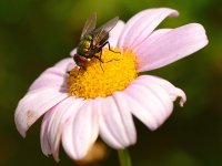 Fly.jpg