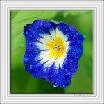 focus stacking 2.jpg