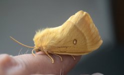 Lasiocampa quercus - Oak Eggar Female.jpg