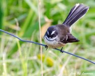 Another fantail LOL.jpg