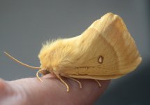 Oak Eggar.jpg