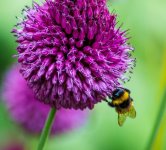 bee1 small.jpg
