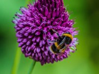 bee2 small.jpg