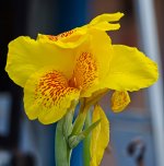 yellow-flower-1.jpg